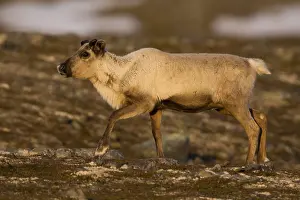 Europe Wildlife Drucke: Reindeer