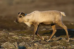 Rangifer Tarandus Drucke: Reindeer