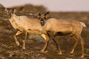 Rangifer Tarandus Drucke: Reindeer