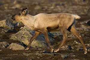 Rangifer Tarandus Drucke: Reindeer