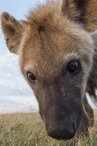 Nature Reserve Wildlife Drucke: A remote camera captures a spotted hyena