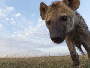 Kenya Animals Drucke: A remote camera captures a spotted hyena