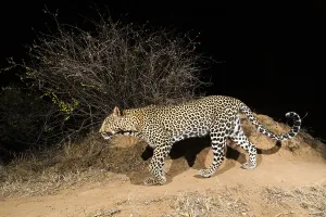 Predator Animal Behavior Drucke: A remote camera trap captures a leopard