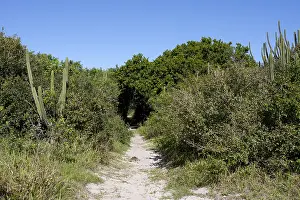 South America Coast Drucke: Restinga