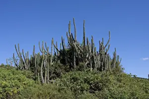 South America Landscape Drucke: Restinga