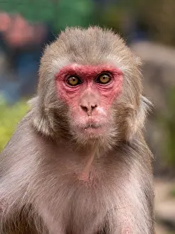 Asian Monkey Species Drucke: Rhesus Macaque, Macaca mulatta