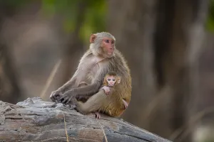 Wildlife In India Drucke: A Rhesus macaque monkey, Macaca mulatta
