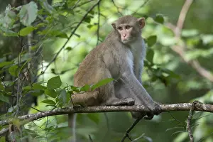 Gerahmter Druck : Rhesus-Affen Gerahmter Druck : Rhesus-Affen