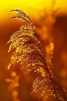Phragmites Australis Drucke: riet; reed;