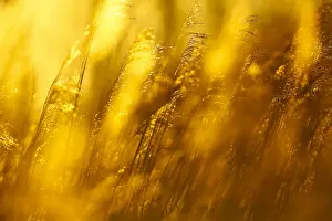 Phragmites Australis Drucke: riet; reed;