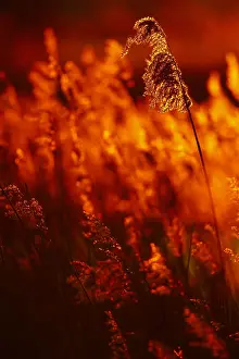 Phragmites Australis Drucke: riet; reed;