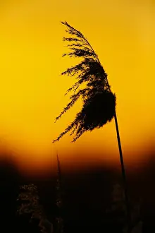 Phragmites Australis Drucke: riet; reed;