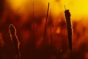 Phragmites Australis Drucke: riet; reed;
