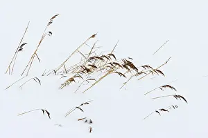 Bilder vom 23. Dezember 2009: Agami-Bild von Riet, Reet in der Schneedecke; Reet im Schnee