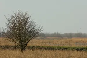 Dutch Countryside Drucke: Rietland