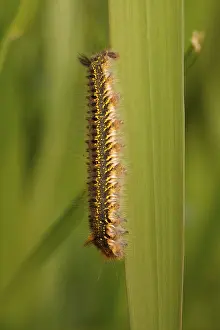 Netherlands Nature Photography Drucke: Rietvink; The Drinker; Euthrix potatoria