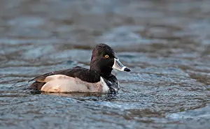 Denmark Wildlife Photography Drucke: Ring-necked Duck