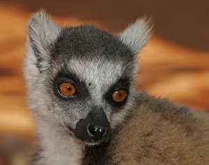 Lemur Catta Species Drucke: Ring-tailed lemur, Lemur catta