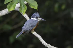 Ringfledermausreiher