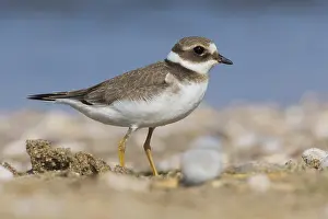 Ringed Plover