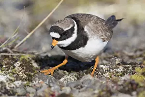 Wader Bird Species Drucke: Ringed Plover