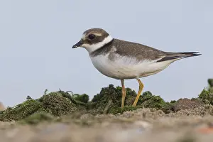 Charadrius Hiaticula Drucke: Ringed Plover