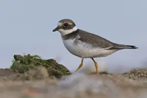 Charadriidae Family Birds Drucke: Ringed Plover