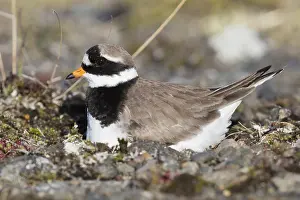 Daytime Bird Photography Tips Drucke: Ringed Plover