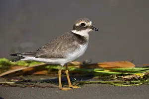Shorebird Images Drucke: Ringed Plover