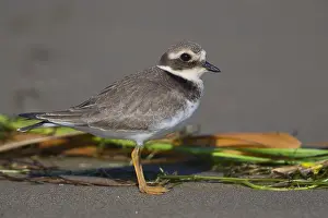 Wader Bird Species Drucke: Ringed Plover