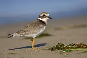 European Waders Drucke: Ringed Plover