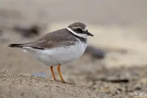 Shorebird Species Drucke: Ringed Plover
