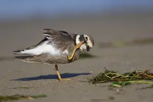Wader Bird Species Drucke: Ringed Plover