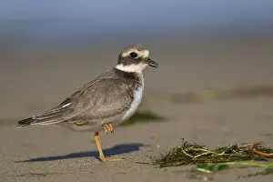 Juvenile Bird Species Drucke: Ringed Plover