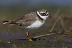 Charadriiformes Family Drucke: Ringed Plover, Charadrius dubius