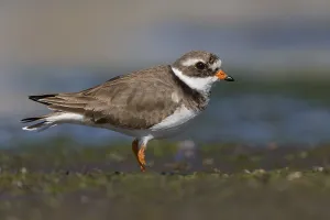 Charadriiformes Order Drucke: Ringed Plover, Charadrius dubius