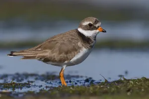 Ringralle, Charadrius dubius
