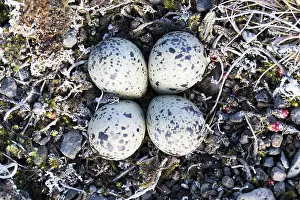 Charadriidae Family Birds Drucke: Ringed Plover Eggs