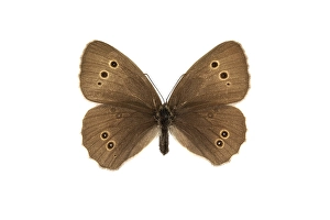 Aphantopus Hyperantus Drucke: Ringlet, Aphantopus hyperantus