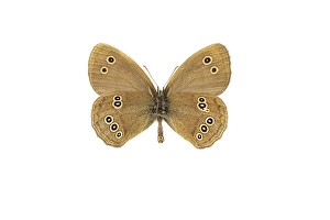 Aphantopus Hyperantus Drucke: Ringlet, Aphantopus hyperantus