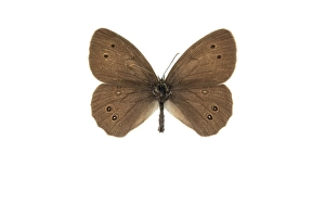 Aphantopus Hyperantus Drucke: Ringlet, Aphantopus hyperantus