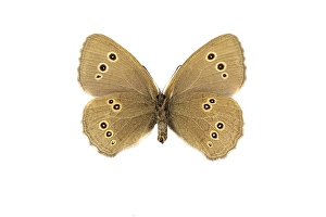 Aphantopus Hyperantus Drucke: Ringlet, Aphantopus hyperantus