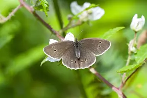 Ringlet, Aphantopus hyperantus