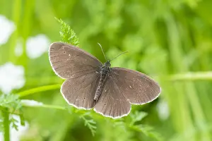 Ringlet, Aphantopus hyperantus