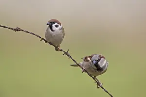 Eurasian Tree Sparrow Images Drucke: Ringmus, Eurasian Tree Sparrow, Passer montanus and Huismus, Hou