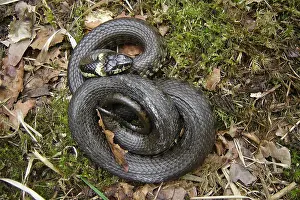 Grass Snake Species Drucke: Ringslang, Grass Snake, Natrix natrix