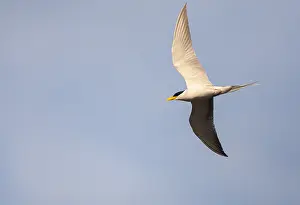 Fluss-Tern, Sterna aurantia