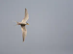 Fluss-Tern, Sterna aurantia