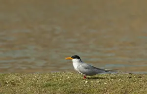 Outdoor Nature Scenes Drucke: River Tern, Sterna aurantia