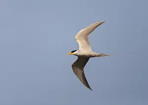 Fluss-Tern, Sterna aurantia